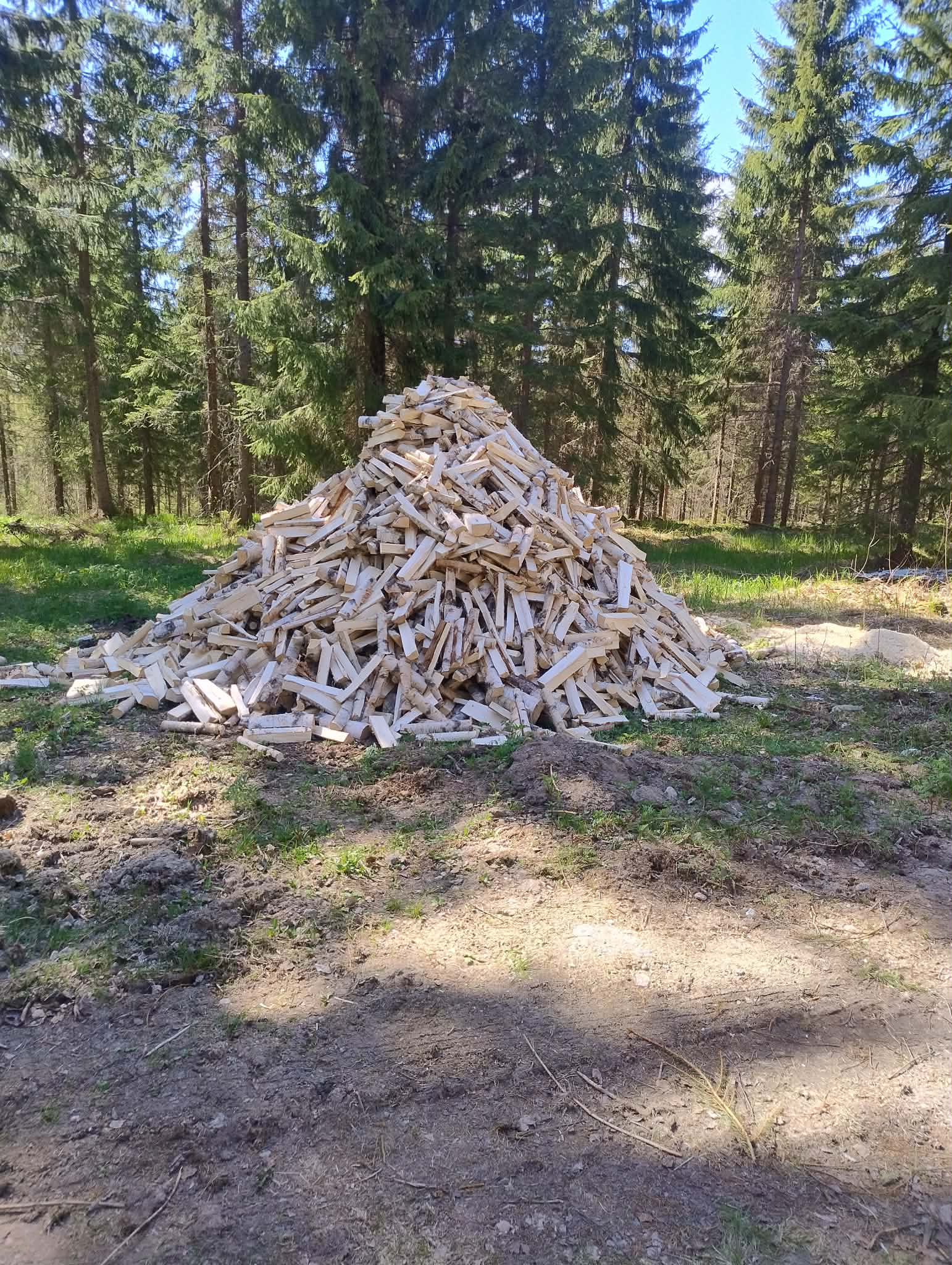 Pile of cut tree logs in a lush green forest. Ideal for nature themes.