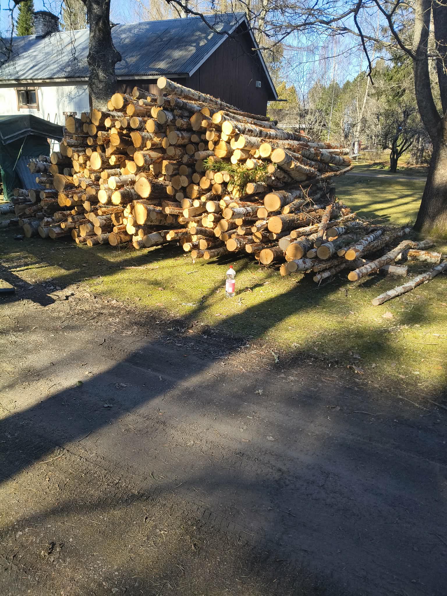 Pile of cut tree logs in a lush green forest. Ideal for nature themes.